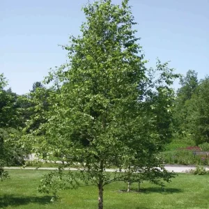 River Birch Live Plant – Quart Pot – Hardy Native Shade Tree – Betula nigra - Image 6