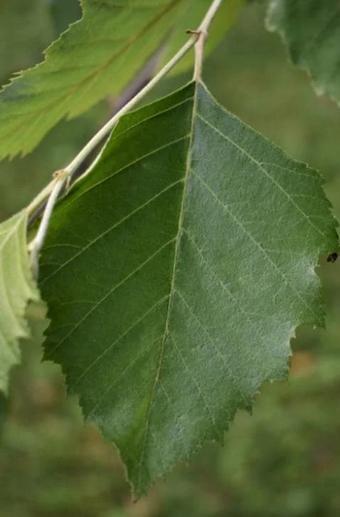 River Birch Live Plant – Single Stem Tree, Exfoliating Bark, 12-18in Tall - Image 3