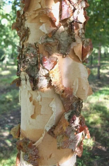 River Birch Live Plant – Single Stem Tree, Exfoliating Bark, 12-18in Tall - Image 4