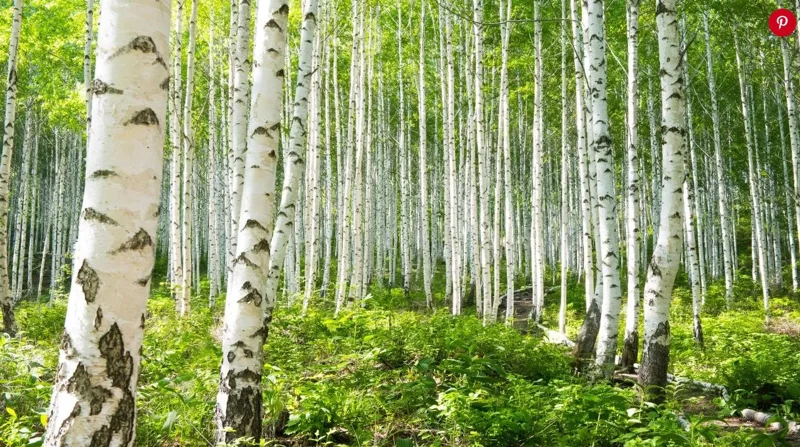 River Birch Live Plant – Single Stem Tree, Exfoliating Bark, 12-18in Tall - Image 5