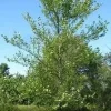 River Birch Tree Bare Root 12-24 inches Tall - Outdoor Live Plant Zone 4 Hardy - Image 1