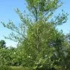 River Birch Tree Bare Root 12-24 inches Tall - Outdoor Live Plant Zone 4 Hardy - Image 1