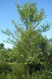 River Birch Tree Bare Root 12-24 inches Tall - Outdoor Live Plant Zone 4 Hardy - Image 1