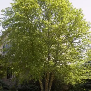 River Birch Tree Live Plant – Multi-Stem Seedling, 12-18 inches, Outdoor - Image 3