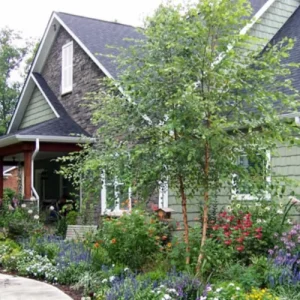 River Birch Tree Live Plant – Multi-Stem Seedling, 12-18 inches, Outdoor - Image 4