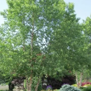 River Birch Tree Live Plant – Multi-Stem Seedling, 12-18 inches, Outdoor - Image 5