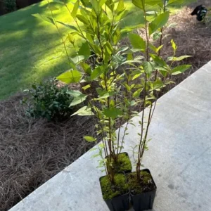 River Birch Tree Live Plant – Multi-Stem Seedling, 12-18 inches, Outdoor - Image 6