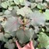 Rock Fig Live Plant (Ficus petiolaris) - Rare Petiolate Fig in 4 inch Pot - Image 1