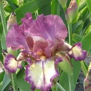 Rock Star Reblooming Bearded Iris Germanica Bareroot - 30 Inch Tall - Image 1