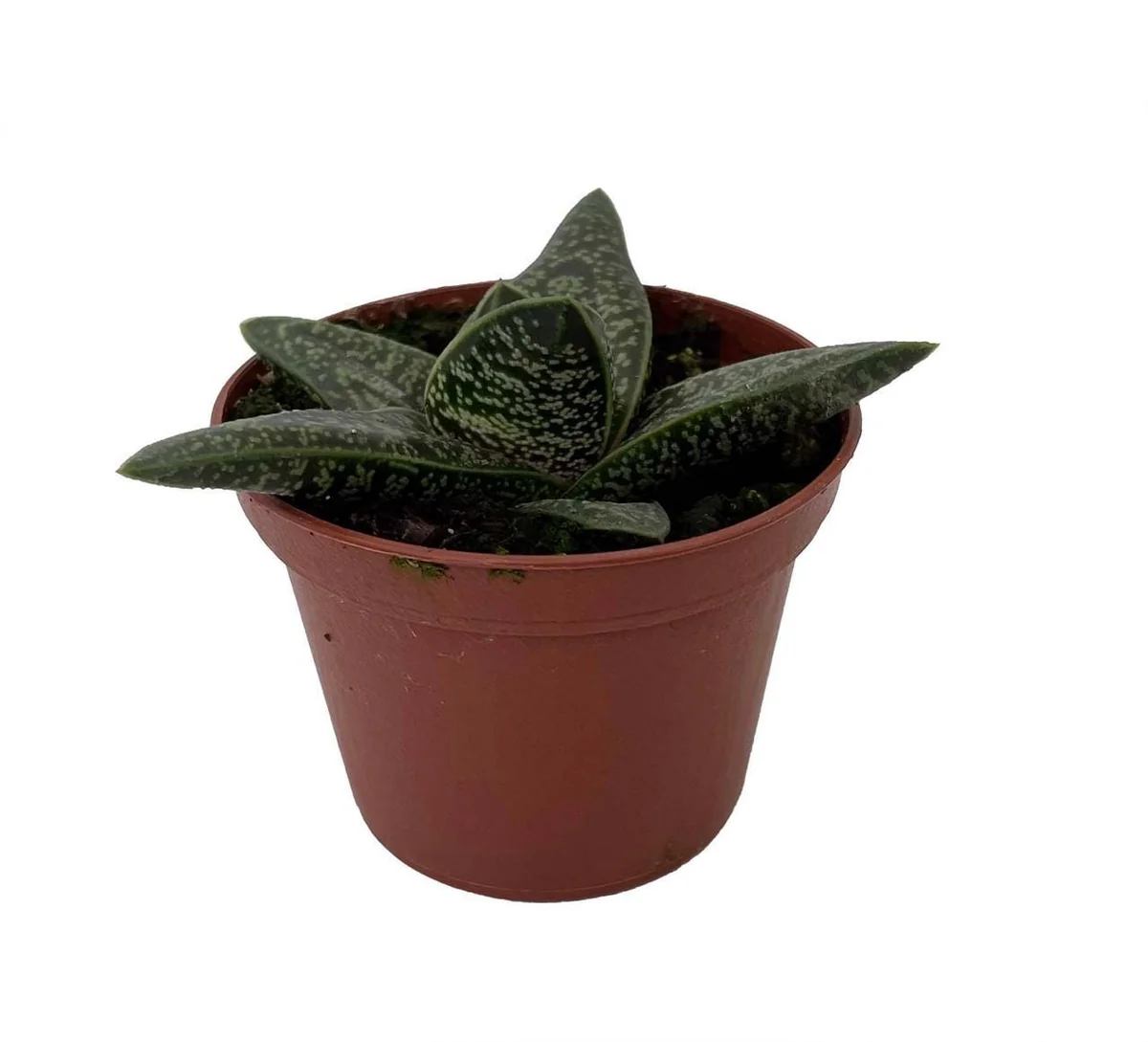 Romeo Gasteria Batesianna Succulent Live Plant – 2.5 inch Pot – Indoor Houseplant - Image 2