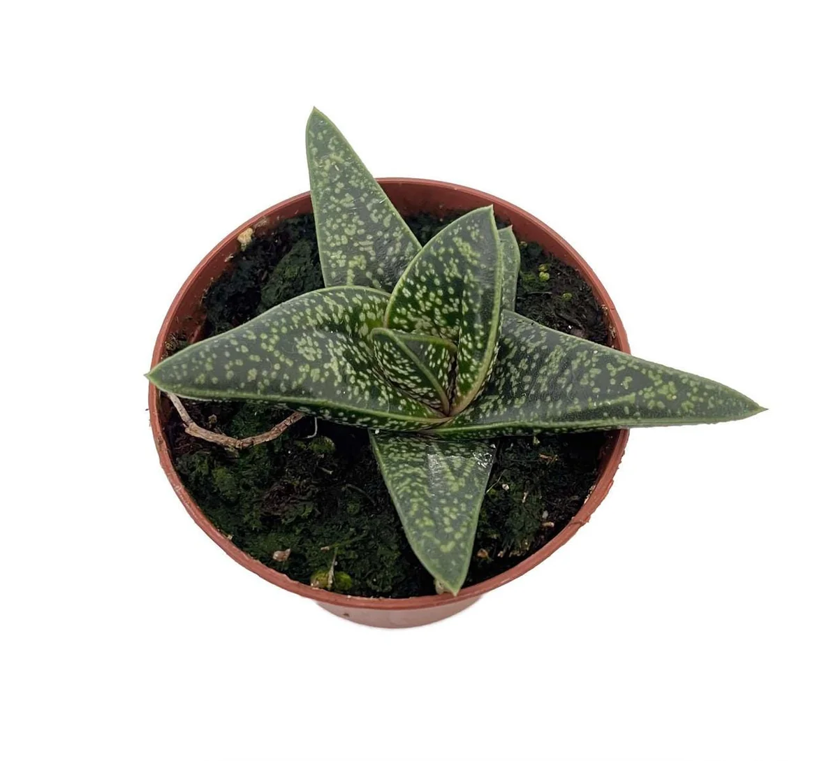 Romeo Gasteria Batesianna Succulent Live Plant – 2.5 inch Pot – Indoor Houseplant - Image 1