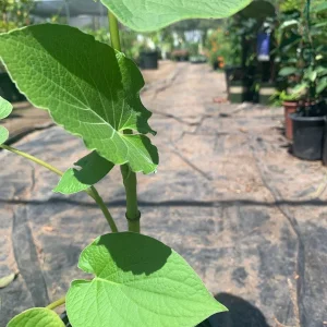 Rootbeer Yerba Santa Live Plant – Aromatic Foliage – 1ft Tall in 6” Pot - Image 3