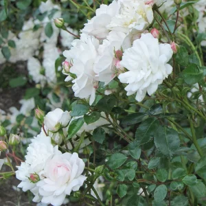 Rosa Seafoam Rose Live Plant – 6 inch Pot – Groundcover Shrub - Image 1