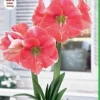 Rosalie Amaryllis Bulb - Pink & White Blooms, 30/32 cm Bulb, Great for Forcing - Image 1