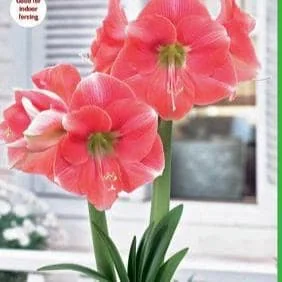 Rosalie Amaryllis Bulb - Pink & White Blooms, 30/32 cm Bulb, Great for Forcing - Image 1
