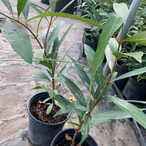 Rose Apple Live Plant (Syzygium Jambos) - 1 Foot Tall in 6 Inch Pot - Image 2