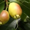 Rose Apple Live Plant (Syzygium Jambos) - 1 Foot Tall in 6 Inch Pot - Image 1