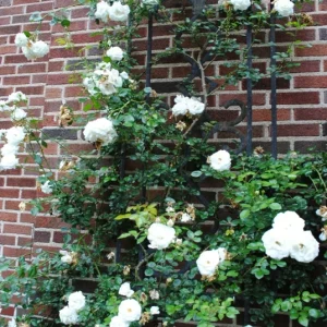 Rose Flower Seeds & Live Cuttings - Plant Your Own Garden Roses - Image 3