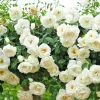 Rose Flower Seeds & Live Cuttings - Plant Your Own Garden Roses - Image 1