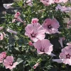 Rose Mallow Live Plant, Hibiscus moscheutos, 20+ Inches Tall, Set of 2 Outdoor Shrubs - Image 1