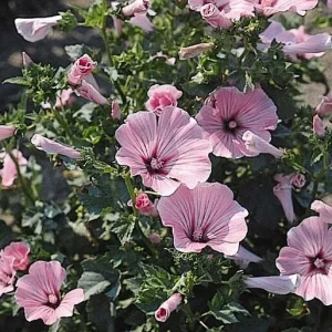 Rose Mallow Live Plant, Hibiscus moscheutos, 20+ Inches Tall, Set of 2 Outdoor Shrubs - Image 1