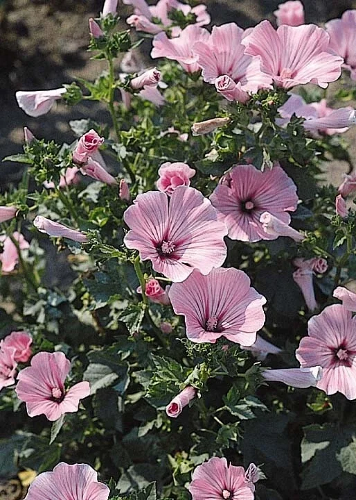Rose Mallow Live Plant, Hibiscus moscheutos, 20+ Inches Tall, Set of 2 Outdoor Shrubs - Image 1