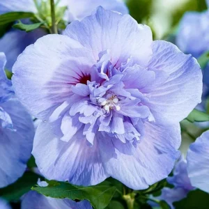 Rose of Sharon Bare Root Plant | Althea Hibiscus Syriacus | 2-Pack Outdoor Shrub - Image 4
