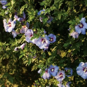 Rose of Sharon Hibiscus Live Plant - Azurri Blue Satin - 4 inch Pot - Image 2