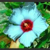 Rose of Sharon Hibiscus Moscheutos Seeds - 10 Seed Pack - Indoor & Outdoor Perennial - Image 1