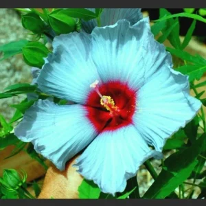 Rose of Sharon Hibiscus Moscheutos Seeds - 10 Seed Pack - Indoor & Outdoor Perennial - Image 1