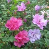 Rose of Sharon Live Plant - Althea Syriacus Shrub - 2.5 inch Pot - Outdoor - Image 1