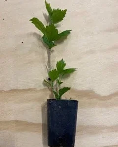 Rose of Sharon Live Plant - Althea Syriacus Shrub - 2.5 inch Pot - Outdoor - Image 2