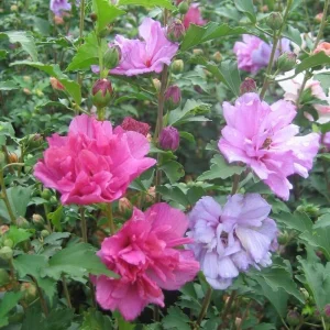Rose of Sharon Live Plant - Althea Syriacus Shrub - 2.5 inch Pot - Outdoor - Image 1