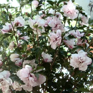 Rose of Sharon Live Plant - Althea Syriacus Shrub - 2.5 inch Pot - Outdoor - Image 5