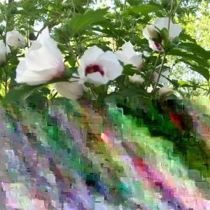 Rose of Sharon Live Plant Set – 2 Plants, 6-12 Inches Tall, 1-2 Year Old, Outdoor - Image 4