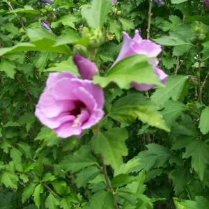 Rose of Sharon Live Plant Set – 2 Plants, 6-12 Inches Tall, 1-2 Year Old, Outdoor - Image 7