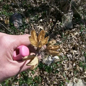 Rose of Sharon Live Plant Set – 2 Plants, 6-12 Inches Tall, 1-2 Year Old, Outdoor - Image 8