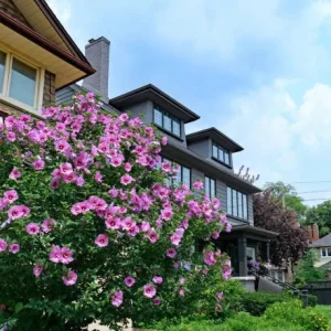 Rose of Sharon Shrub - 1-2' Live Plant - Outdoor Flowering Bush - Image 2