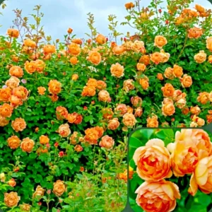Rose Seeds & Cuttings - 50+ Count for Planting Beautiful Flowers - Indoor/Outdoor - Image 1