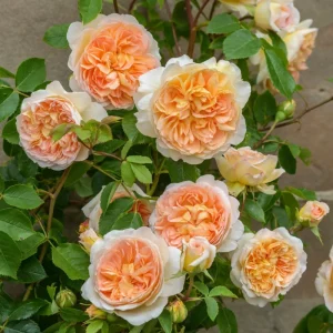 Rose Seeds & Cuttings - 50+ Count for Planting Beautiful Flowers - Indoor/Outdoor - Image 2