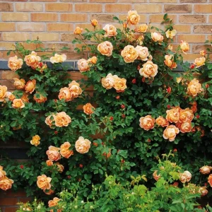 Rose Seeds & Cuttings - 50+ Count for Planting Beautiful Flowers - Indoor/Outdoor - Image 4
