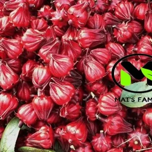 Roselle Seeds - Grow Hibiscus Sabdariffa for Tea & Culinary Use - Image 3