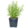 Rosemary Live Herb Plant 10" Tall - Evergreen Aromatic Culinary - Image 1