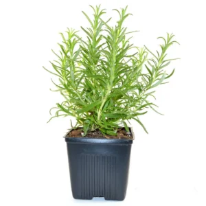 Rosemary Live Herb Plant 10