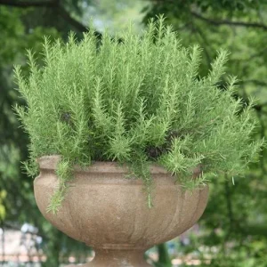 Rosemary Live Plant – 4 Inch Pot – Fragrant Culinary Herb for Garden & Containers - Image 4