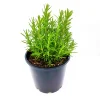 Rosemary Live Plant – 4 Inch Pot – Fragrant Culinary Herb for Garden & Containers - Image 1