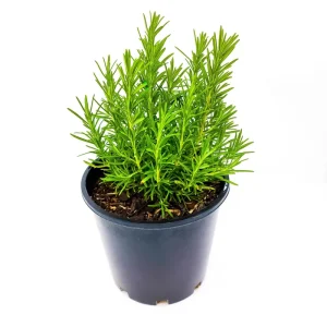Rosemary Live Plant – 4 Inch Pot – Fragrant Culinary Herb for Garden & Containers - Image 1