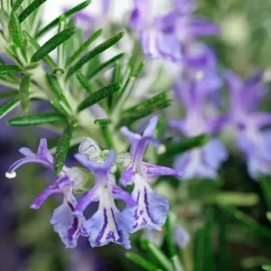 Rosemary Seeds Non-GMO Heirloom - 50+ Seeds for Aromatic Herb Garden - Image 2