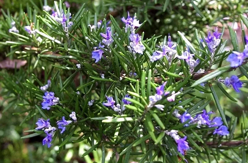 Rosemary Seeds Non-GMO Heirloom - 50+ Seeds for Aromatic Herb Garden - Image 3