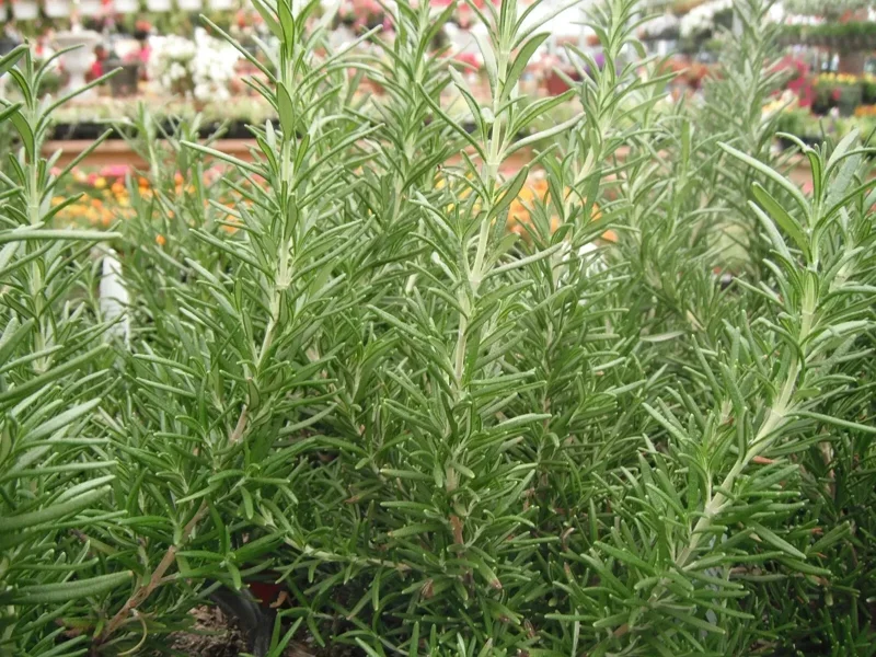 Rosemary Seeds Non-GMO Heirloom - 50+ Seeds for Aromatic Herb Garden - Image 4